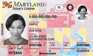 driver's license in Maryland