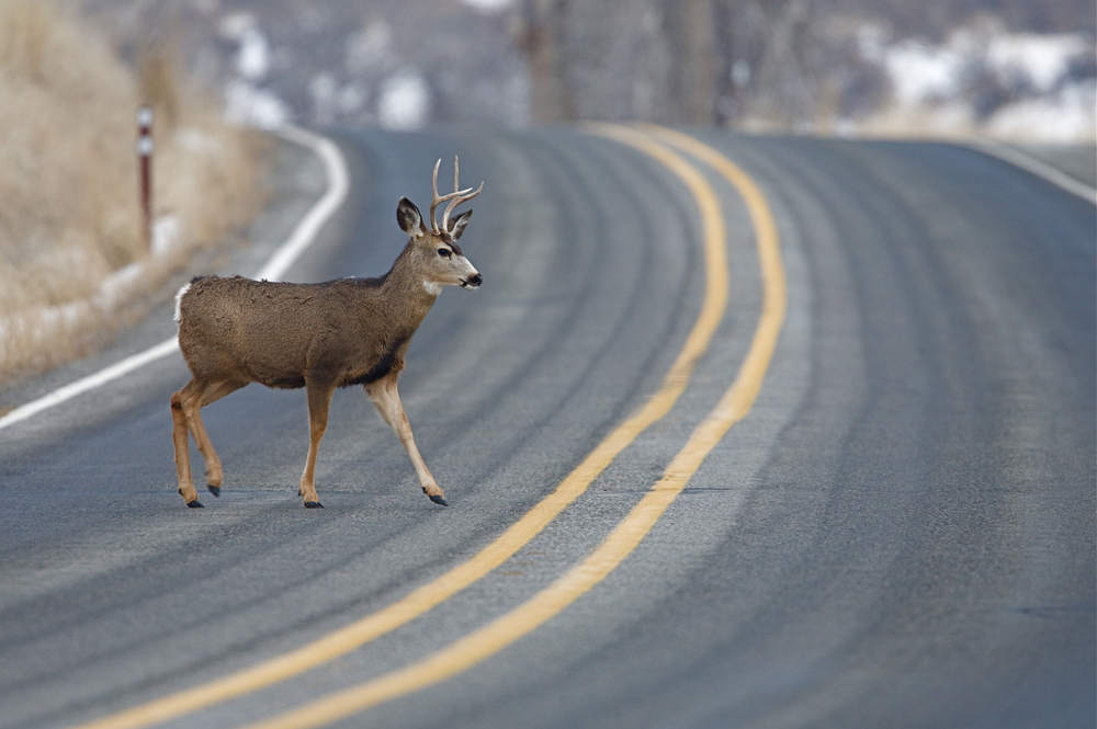 How To Avoid 6 Dangerous Obstacles On The Roadway