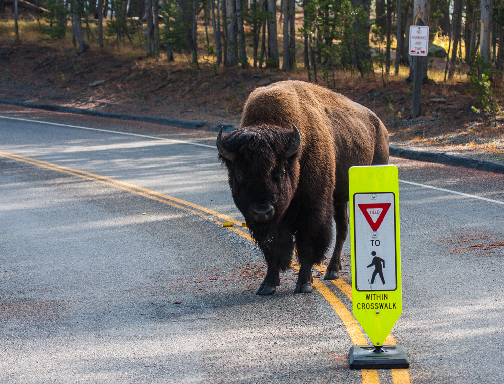 jaywalking bizon